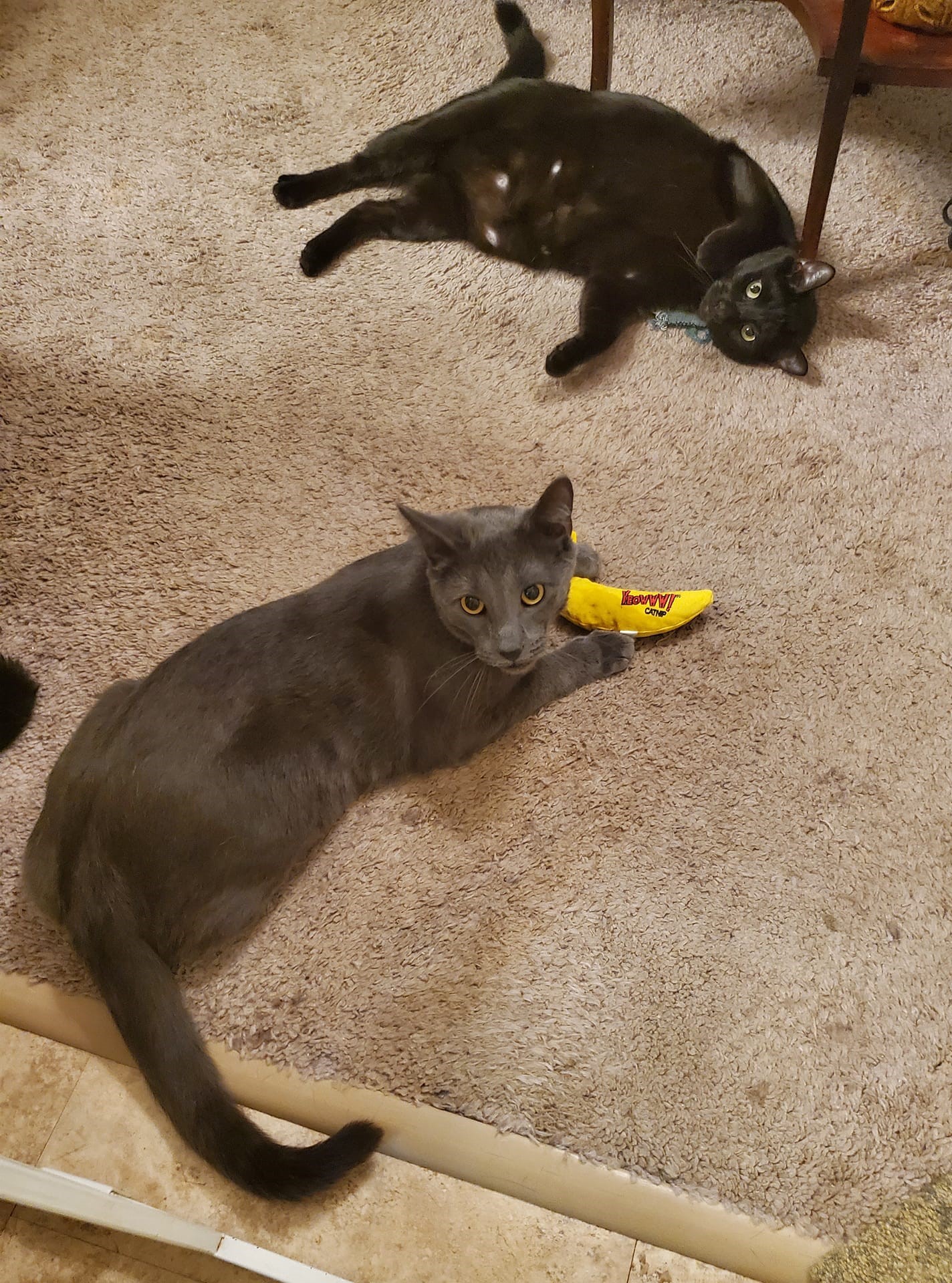 Enlarge Pewter, a Adoptable Domestic Short Hair in Keansburg, NJ image 6/6