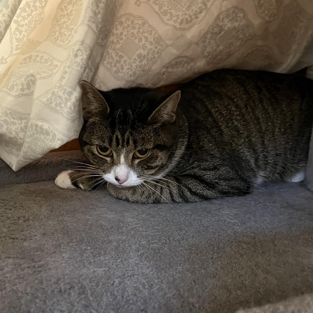 Kit, Adoptable, Young Female Domestic Short Hair.