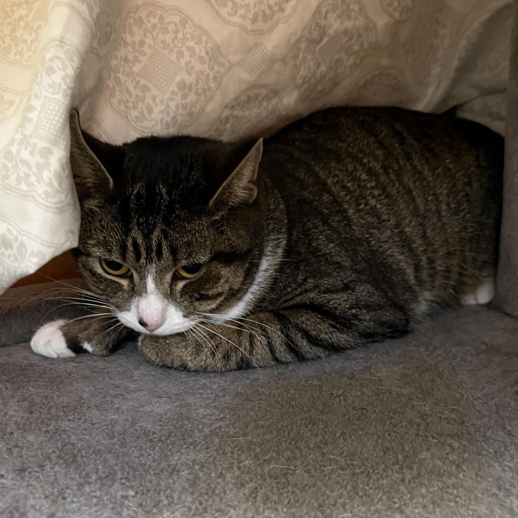 Enlarge Kit, a Adoptable Domestic Short Hair in Bedford, NH image 2/2