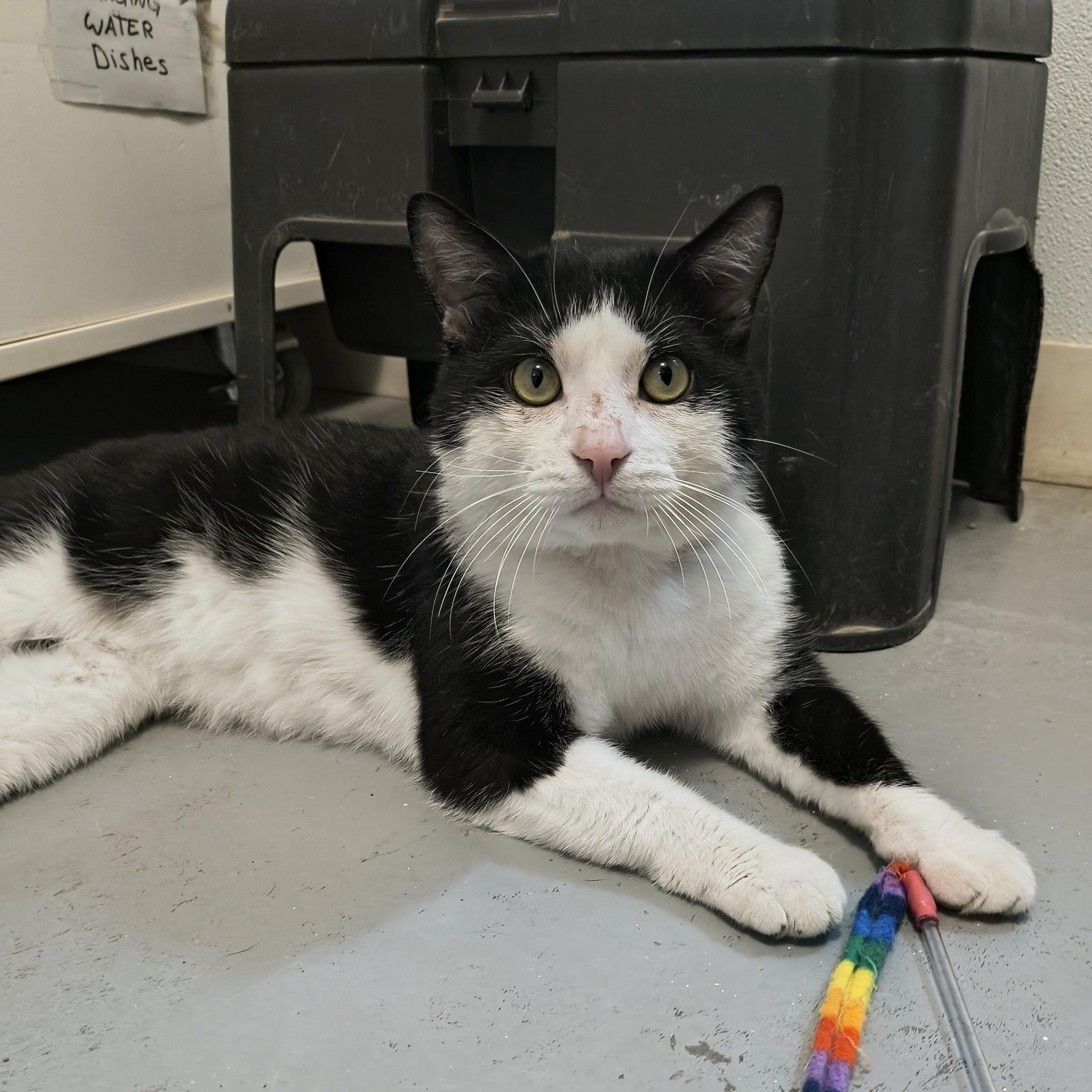 Enlarge Bop, a Adoptable Domestic Short Hair in Manistique, MI image 1/4