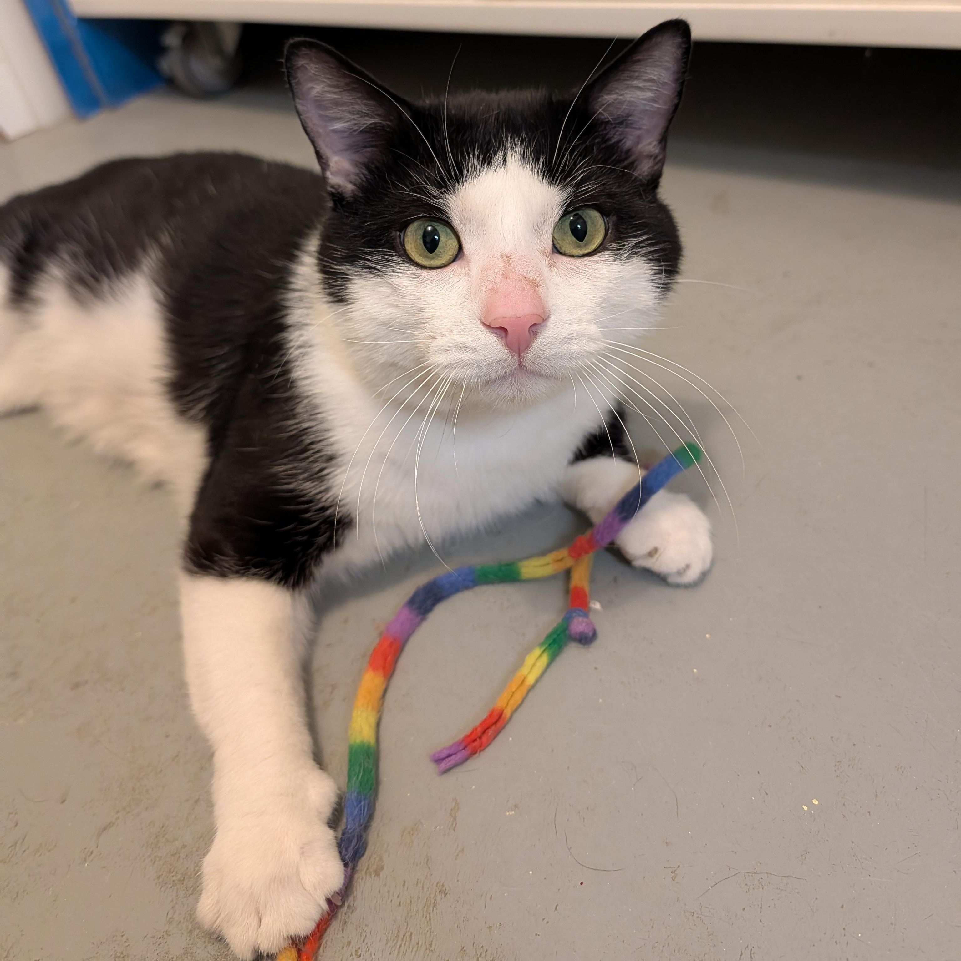 Enlarge Bop, a Adoptable Domestic Short Hair in Manistique, MI image 2/4