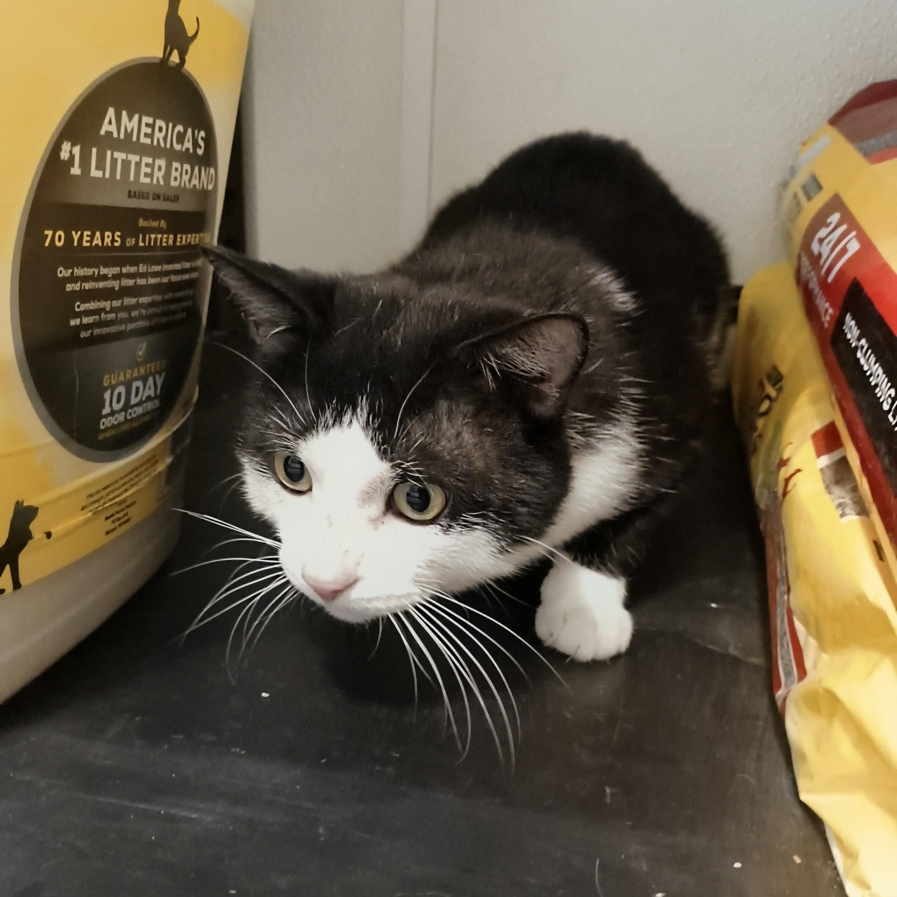 Enlarge Bop, a Adoptable Domestic Short Hair in Manistique, MI image 4/4