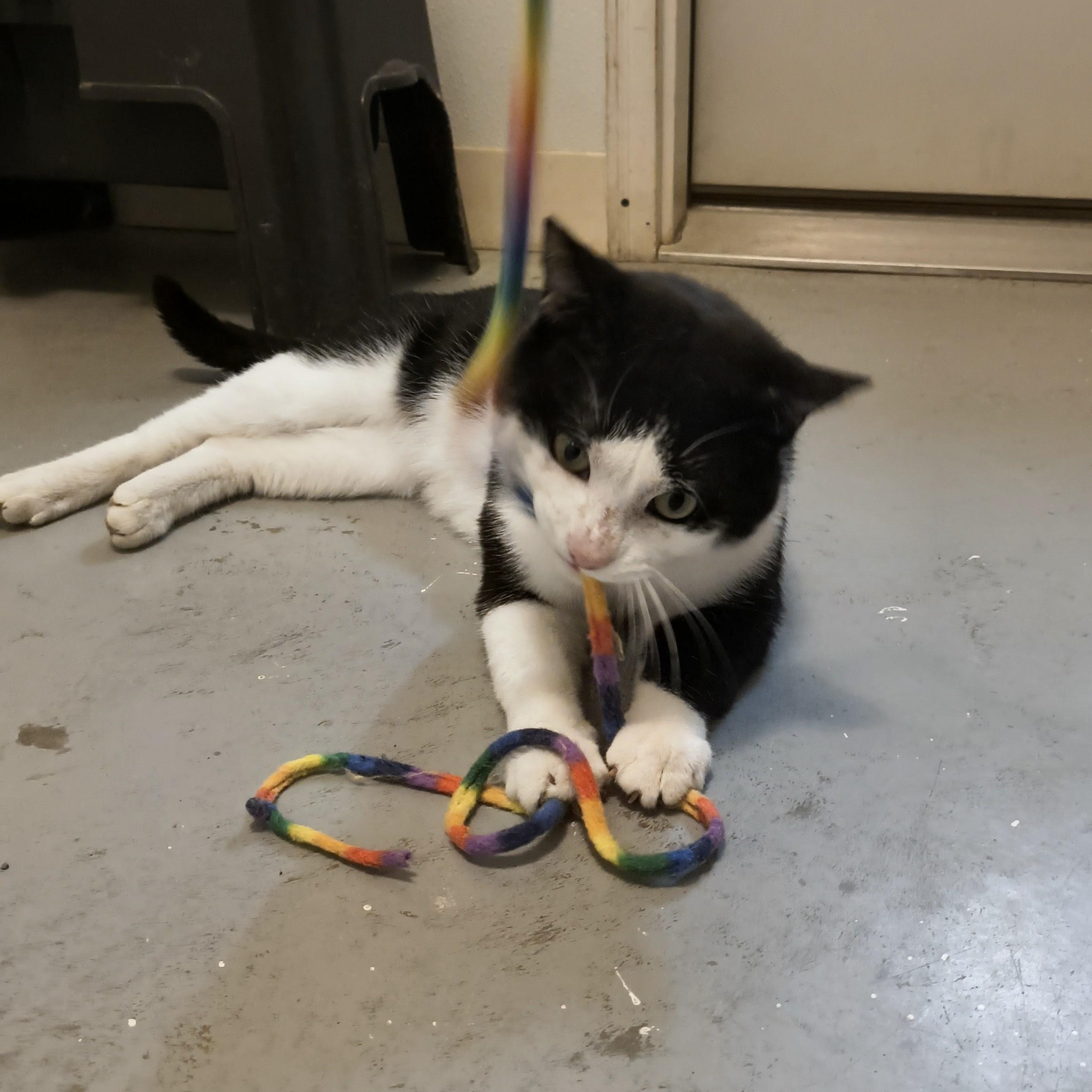 Enlarge Bop, a Adoptable Domestic Short Hair in Manistique, MI image 3/4