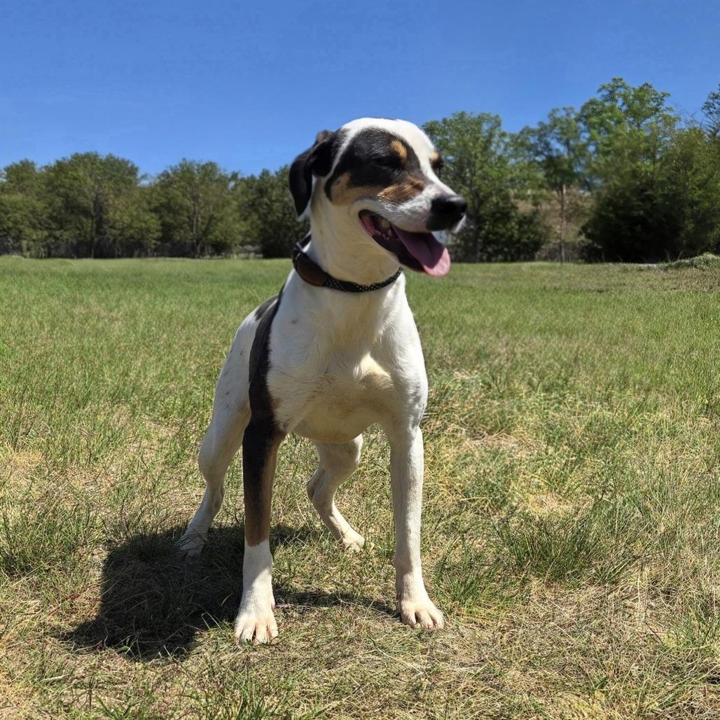 Demo, Adoptable, Adult Female Bluetick Coonhound.
