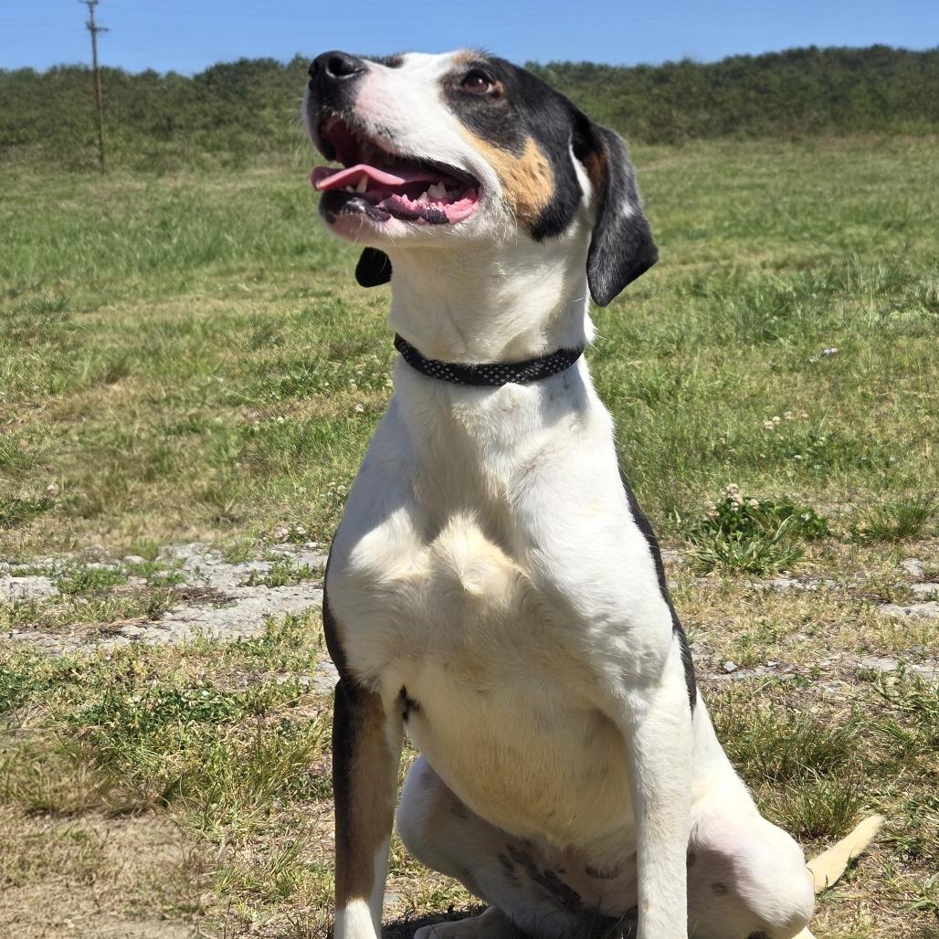 Enlarge Demo, a Adoptable Bluetick Coonhound in Shelby, NC image 2/4