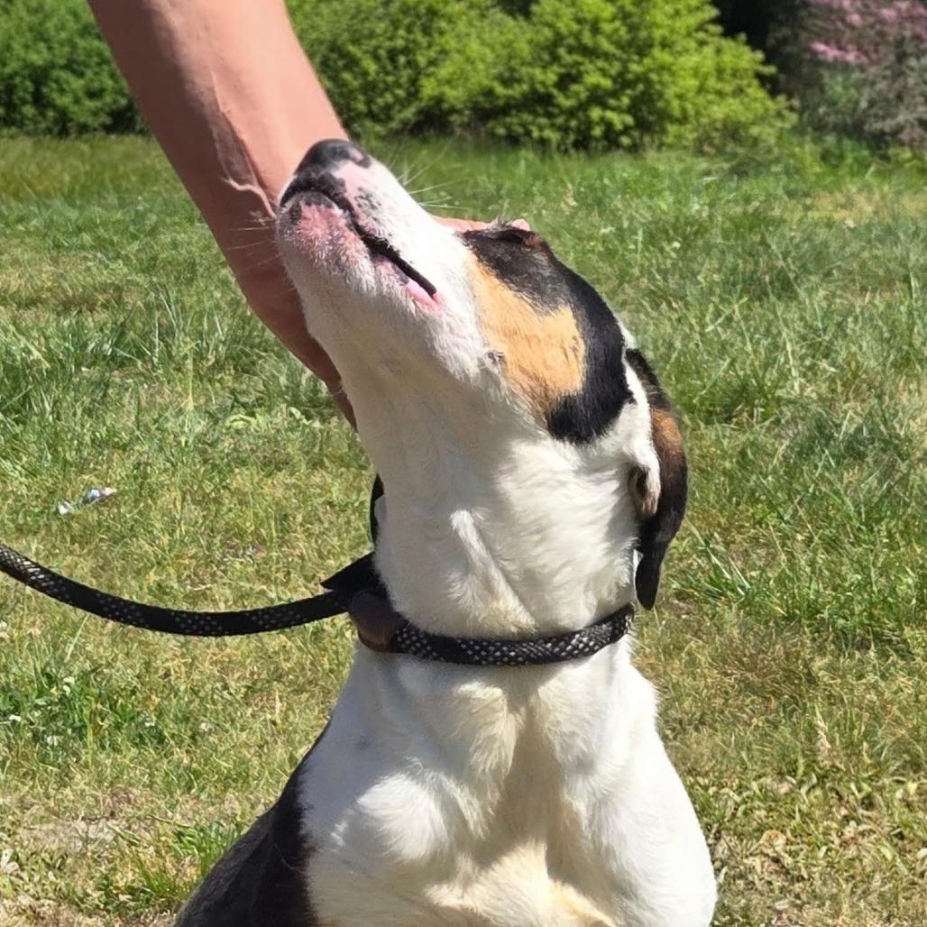 Enlarge Demo, a Adoptable Bluetick Coonhound in Shelby, NC image 3/4
