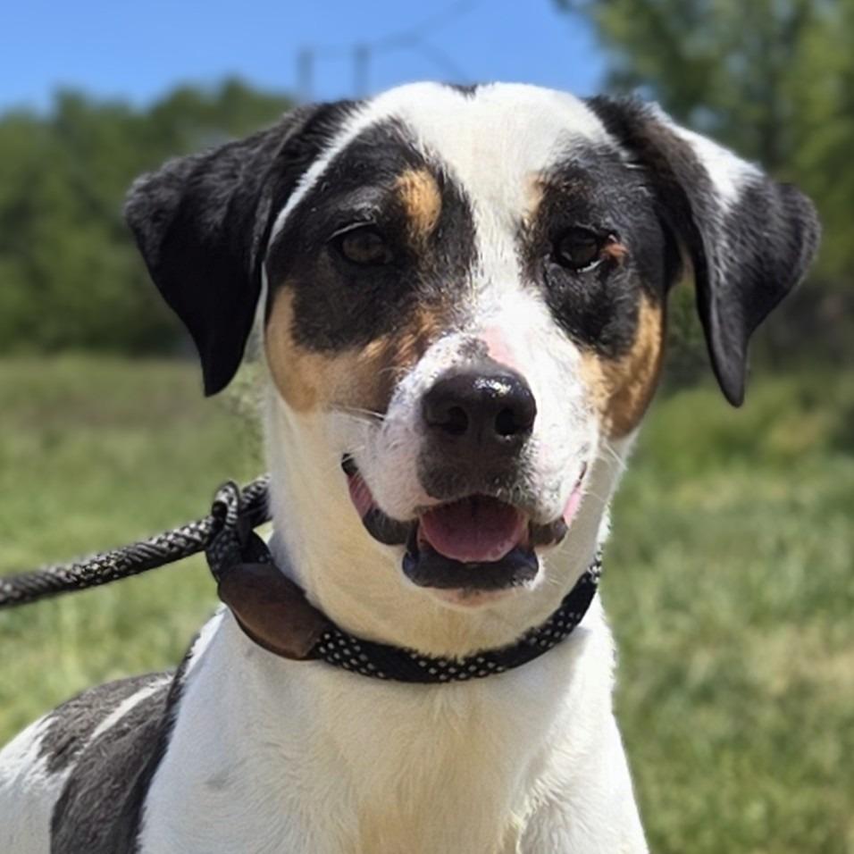 Enlarge Demo, a Adoptable Bluetick Coonhound in Shelby, NC image 4/4