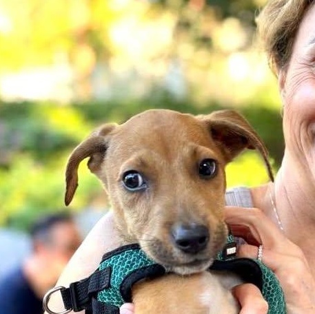 Shiva (20260219-07) — thumbnail 2