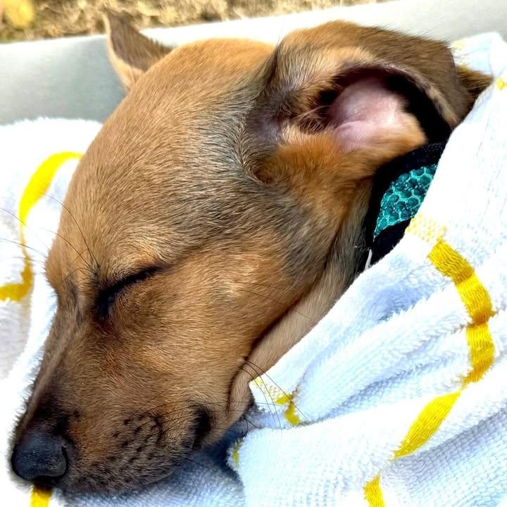 Shiva (20260219-07) — thumbnail 3