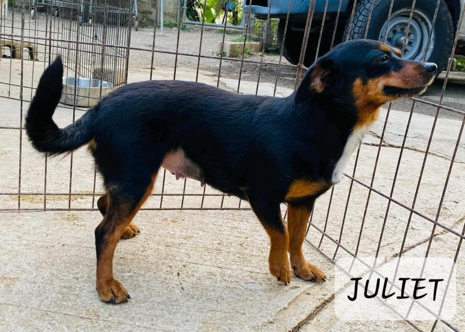 JULIET 4