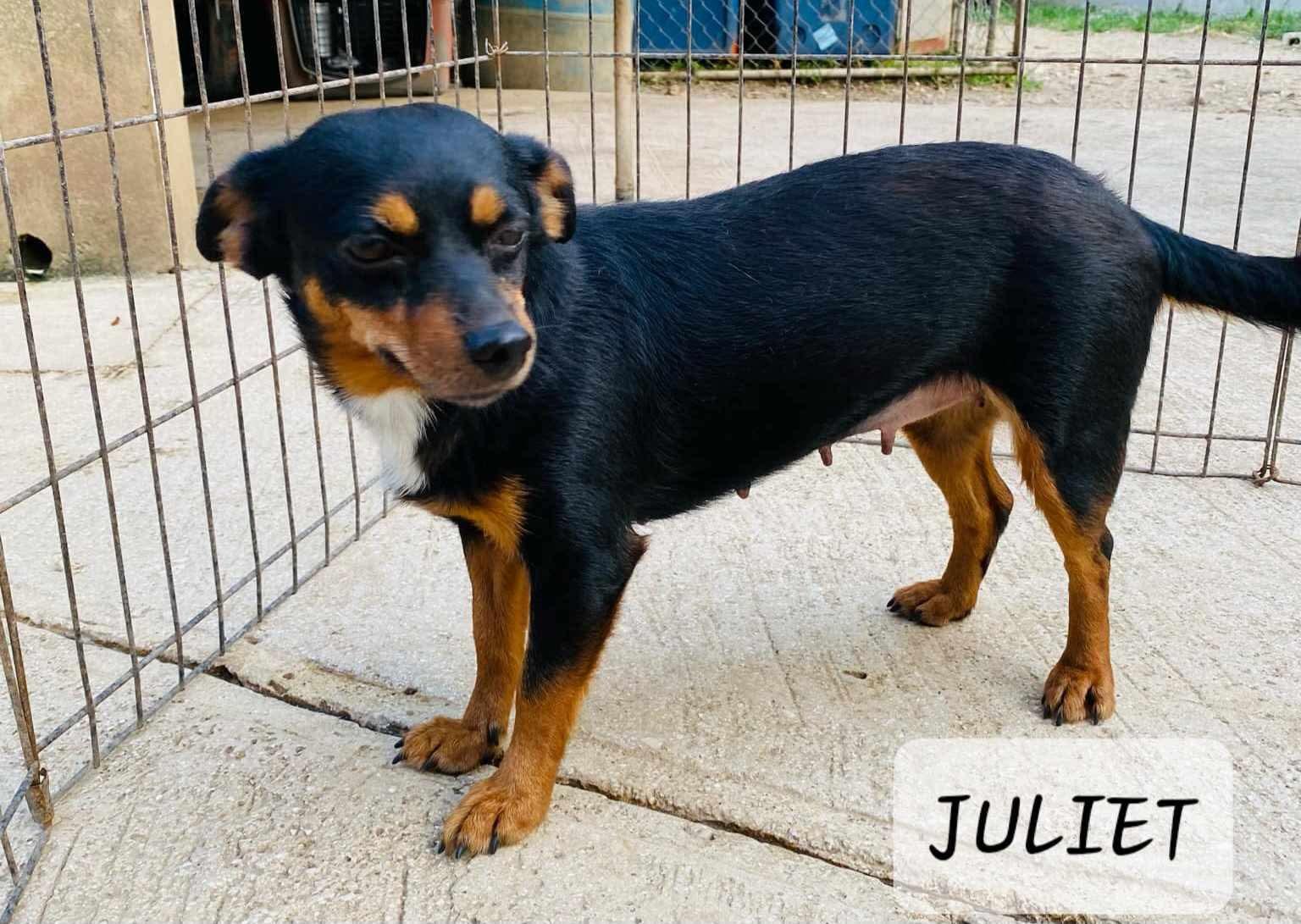 JULIET 2