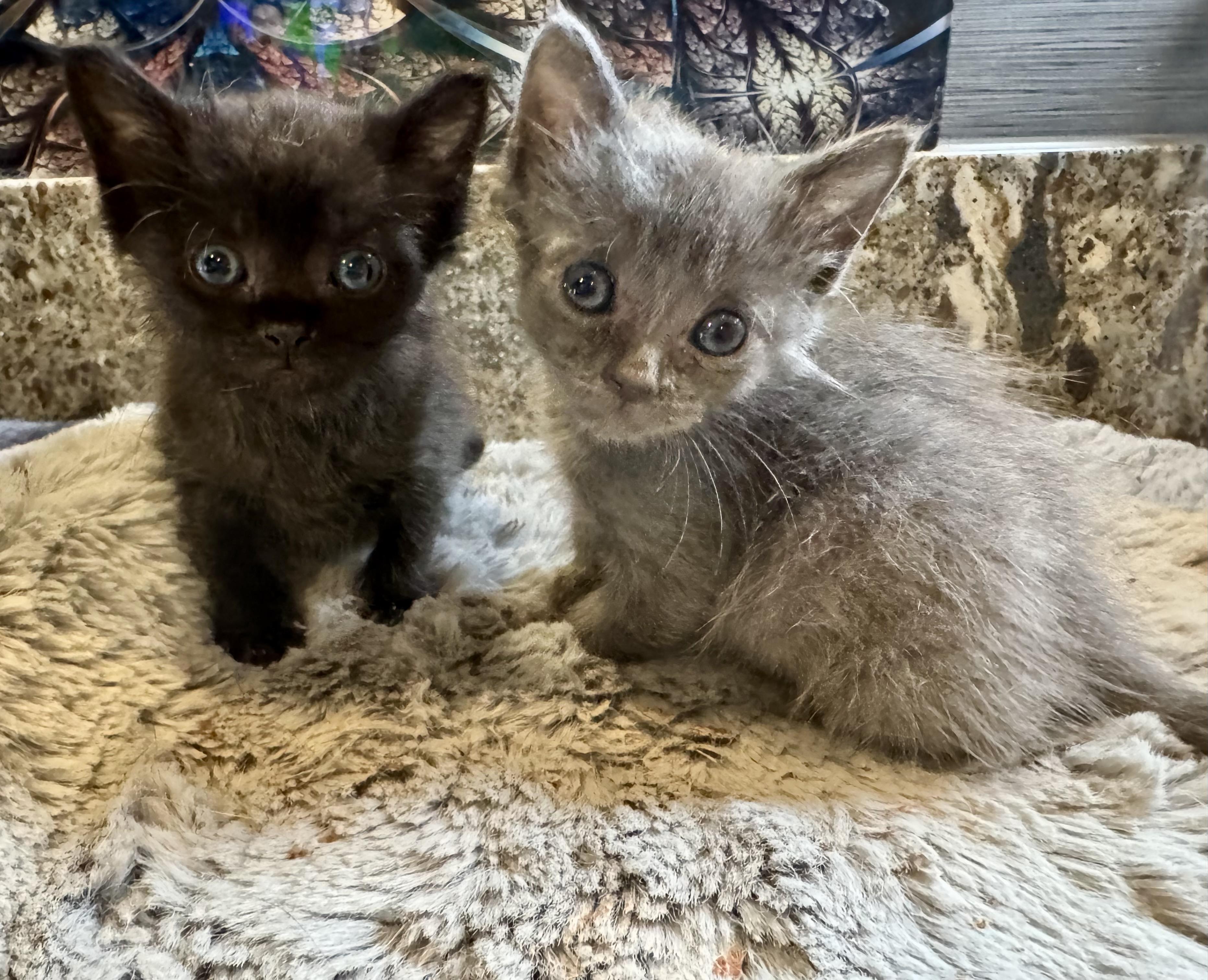 Enlarge Bluey & Blackie, a ADOPTABLE Domestic Medium Hair in EAST PALATKA, FL image 1/1