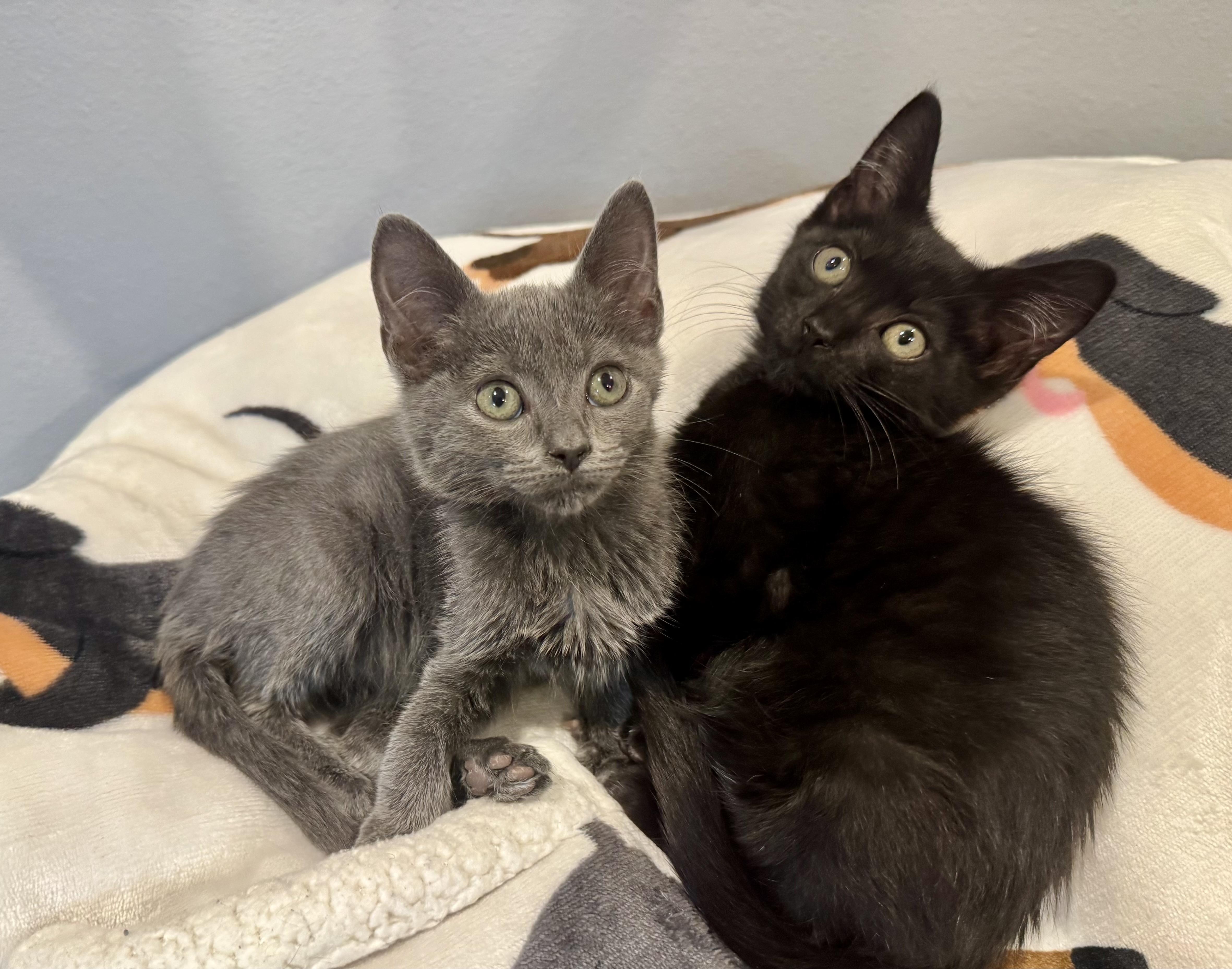 Bluey & Blackie, ADOPTABLE, Kitten Female Domestic Medium Hair.
