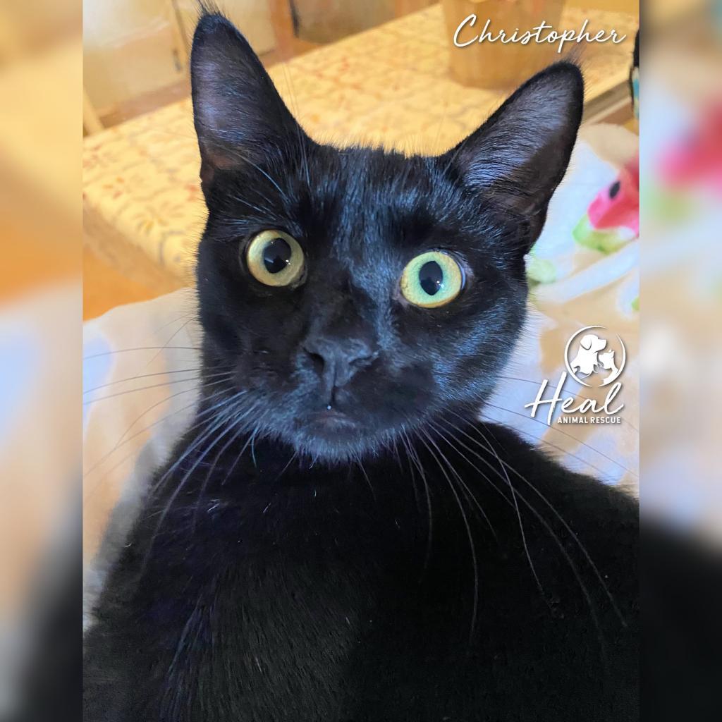 Christopher, a Adoptable Domestic Short Hair in Youngwood, PA image 1/3