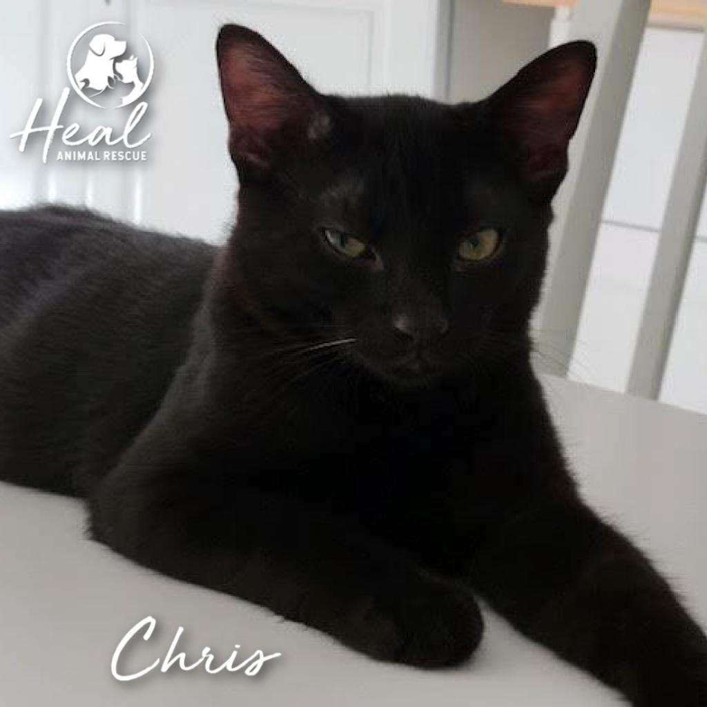 Christopher, a Adoptable Domestic Short Hair in Youngwood, PA image 2/3