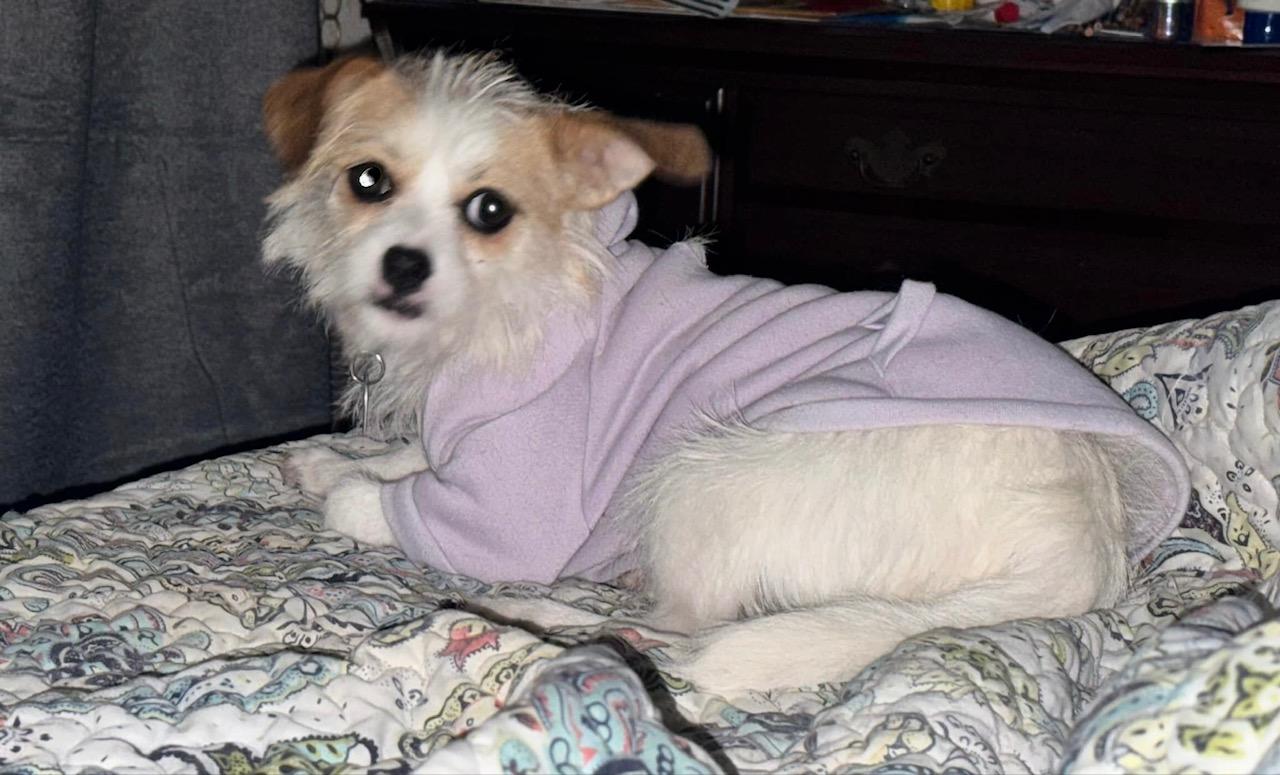 Enlarge Poppy - Houston, a ADOPTABLE Chihuahua in Sugar Land, TX image 3/5