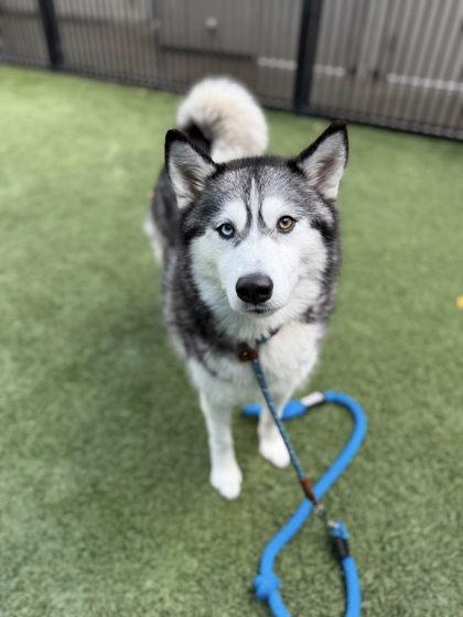 Enlarge Luna Star, a Adoptable mixed breed in Roseville, CA image 1/3
