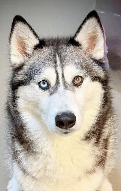 Enlarge Luna Star, a Adoptable mixed breed in Roseville, CA image 2/3