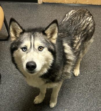 Enlarge Luna Star, a Adoptable mixed breed in Roseville, CA image 3/3