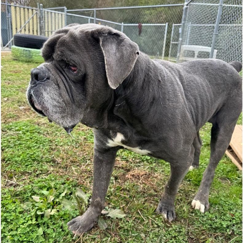 Enlarge Elton - Adoption Fee SPONSORED! (In Foster), a Adoptable Mixed Breed in Alabaster, AL image 1/6