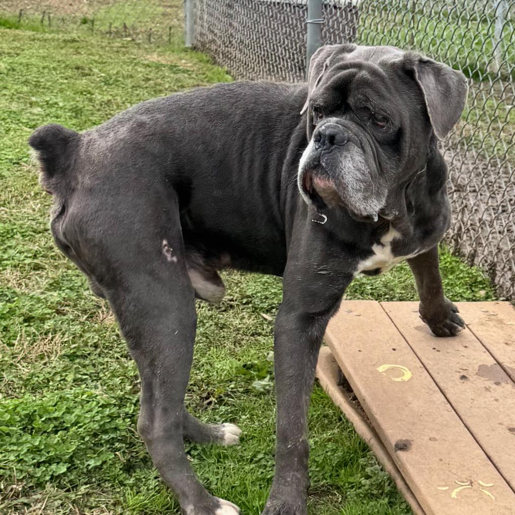 Enlarge Elton - Adoption Fee SPONSORED! (In Foster), a Adoptable Mixed Breed in Alabaster, AL image 3/6