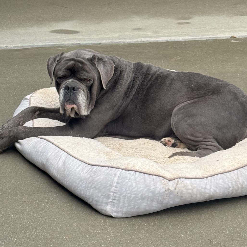 Enlarge Elton - Adoption Fee SPONSORED! (In Foster), a Adoptable Mixed Breed in Alabaster, AL image 4/6