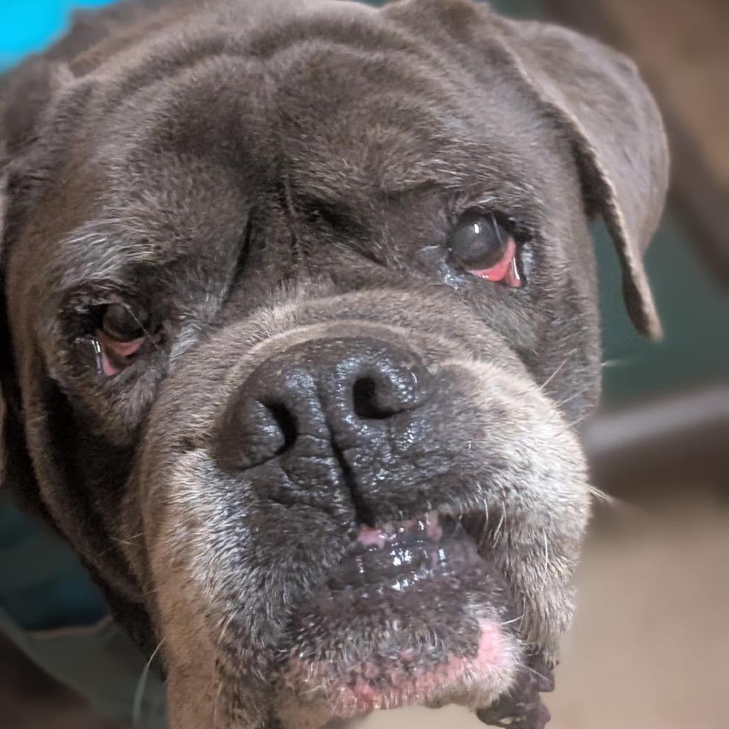 Enlarge Elton - Adoption Fee SPONSORED! (In Foster), a Adoptable Mixed Breed in Alabaster, AL image 5/6