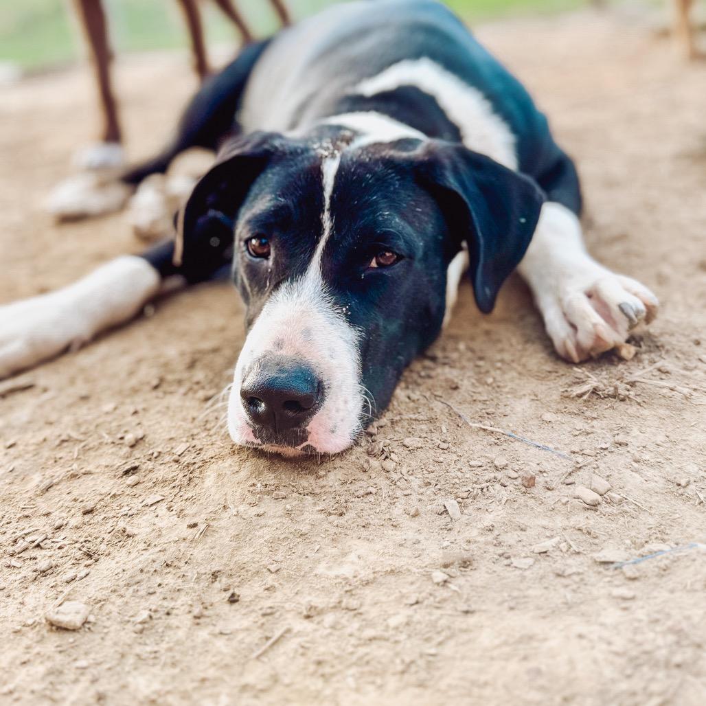 Enlarge Jonesy, a ADOPTABLE mixed breed in Warner, NH image 1/5