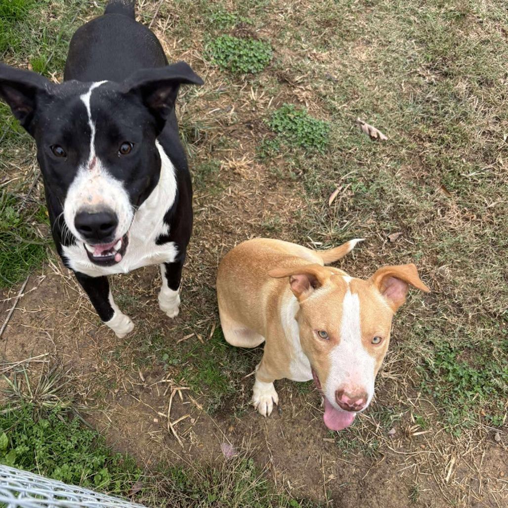 Enlarge Jonesy, a ADOPTABLE mixed breed in Warner, NH image 3/5