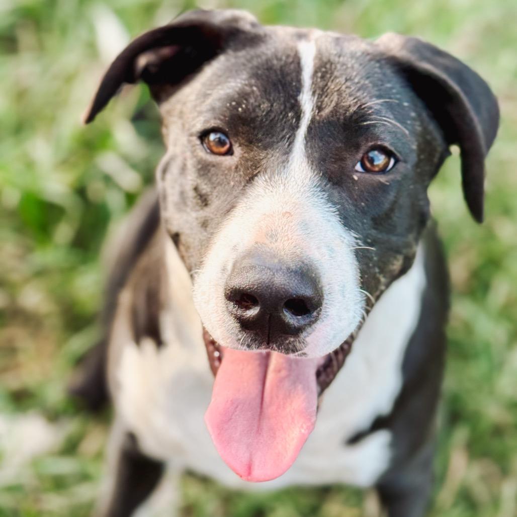 Enlarge Jonesy, a ADOPTABLE mixed breed in Warner, NH image 4/5
