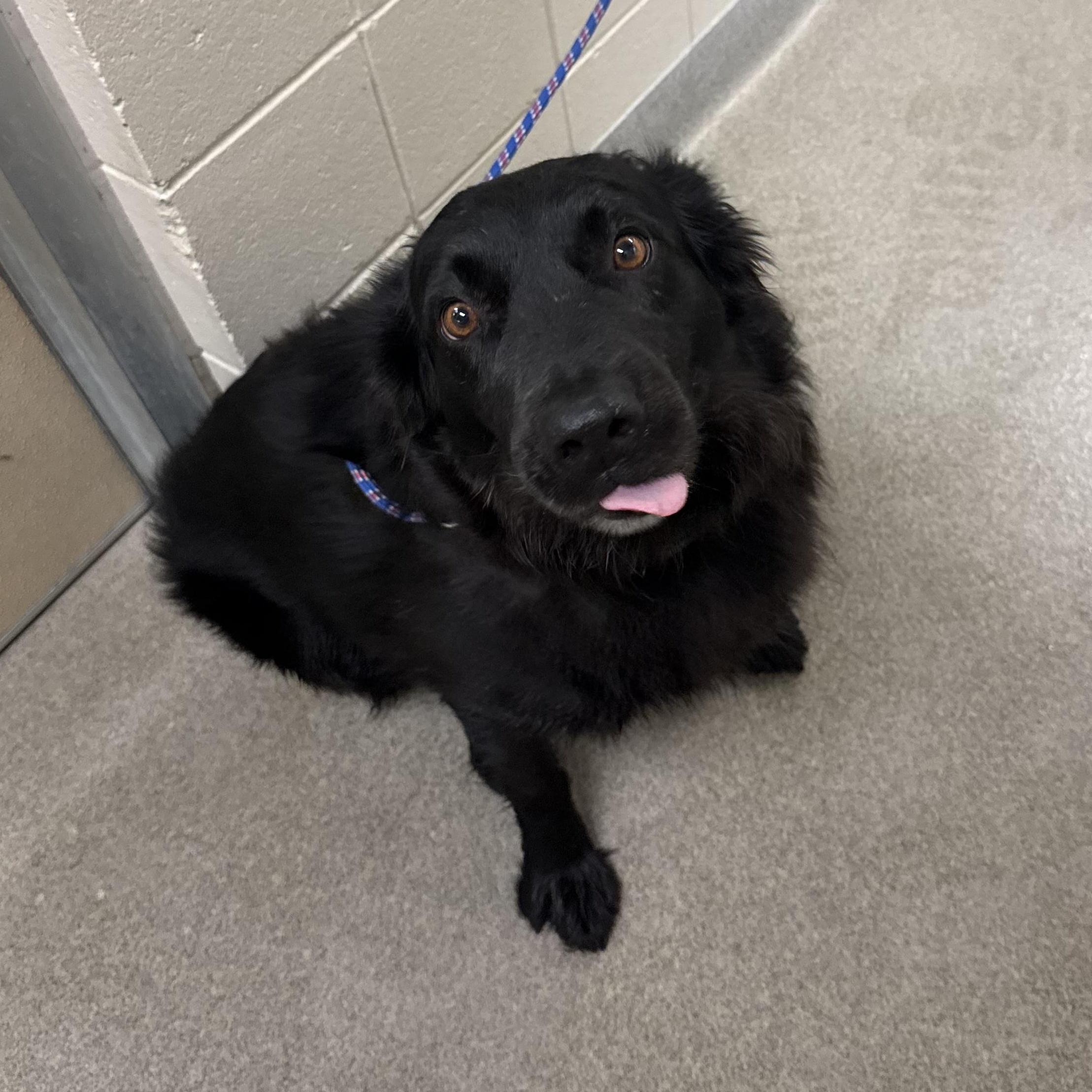 Enlarge Hastings, a ADOPTABLE mixed breed in Kearney, NE image 2/2