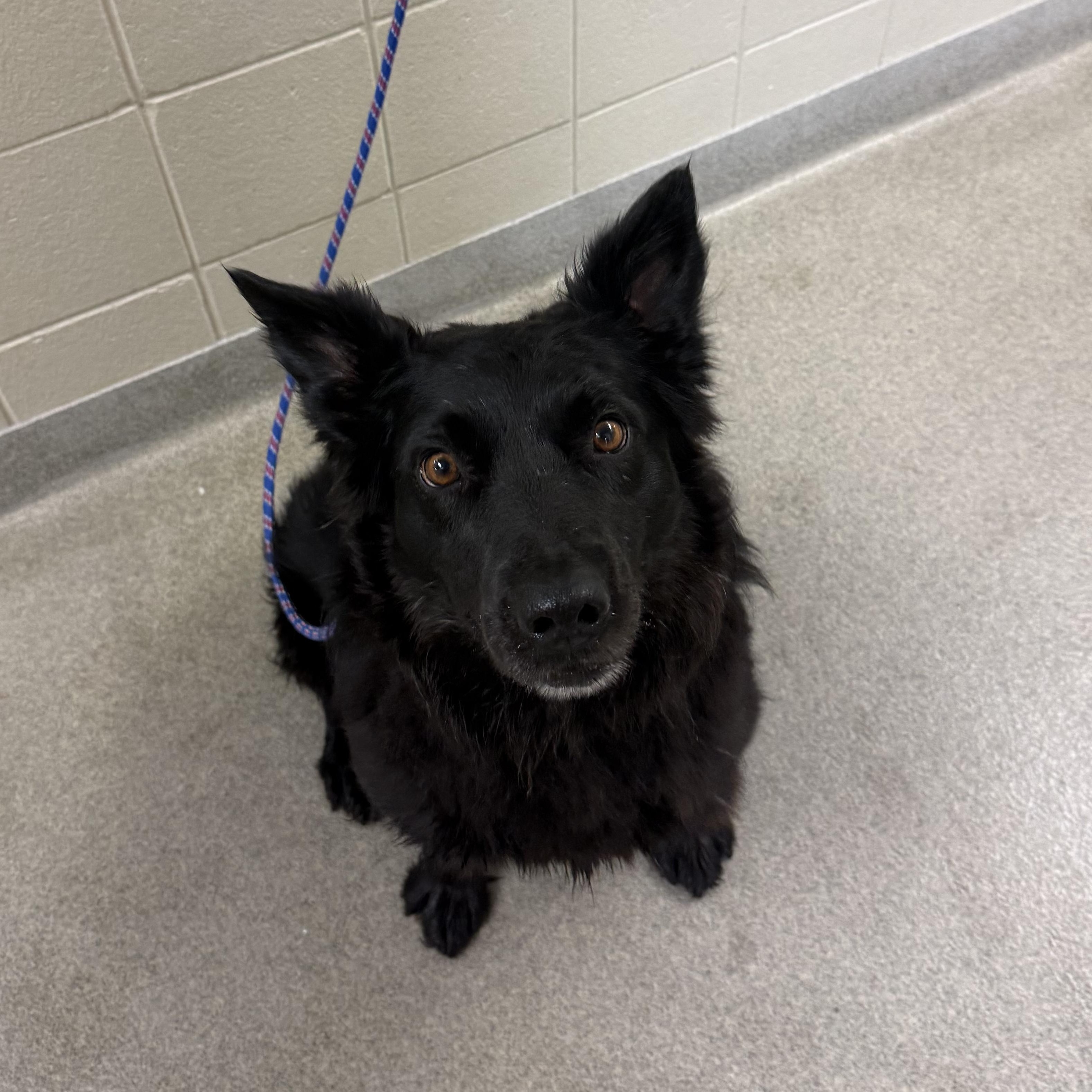 Hastings, ADOPTABLE, Adult Male Border Collie.
