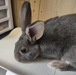 Enlarge PJ, a Adoptable Bunny Rabbit in Rapid City, SD image 2/2