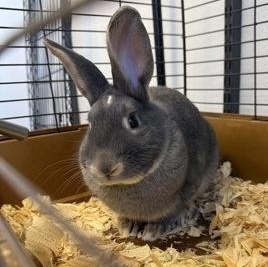 PJ, Adoptable, Adult Male Bunny Rabbit.