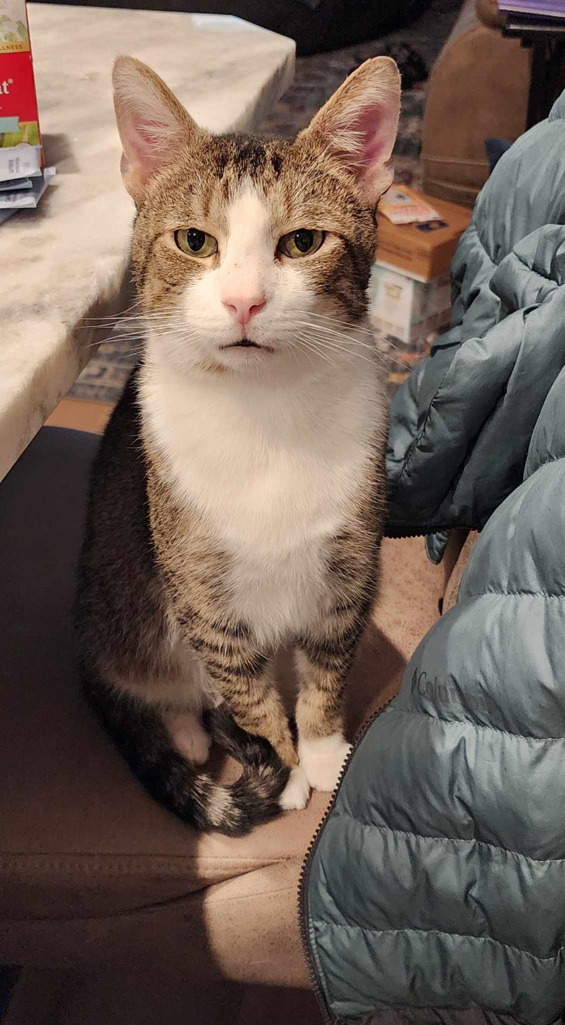 Freddie Mercury, Adoptable, Adult Male American Shorthair.