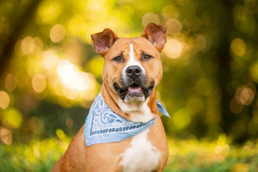 Buddy, a Adoptable mixed breed in Madison, GA image 1/6