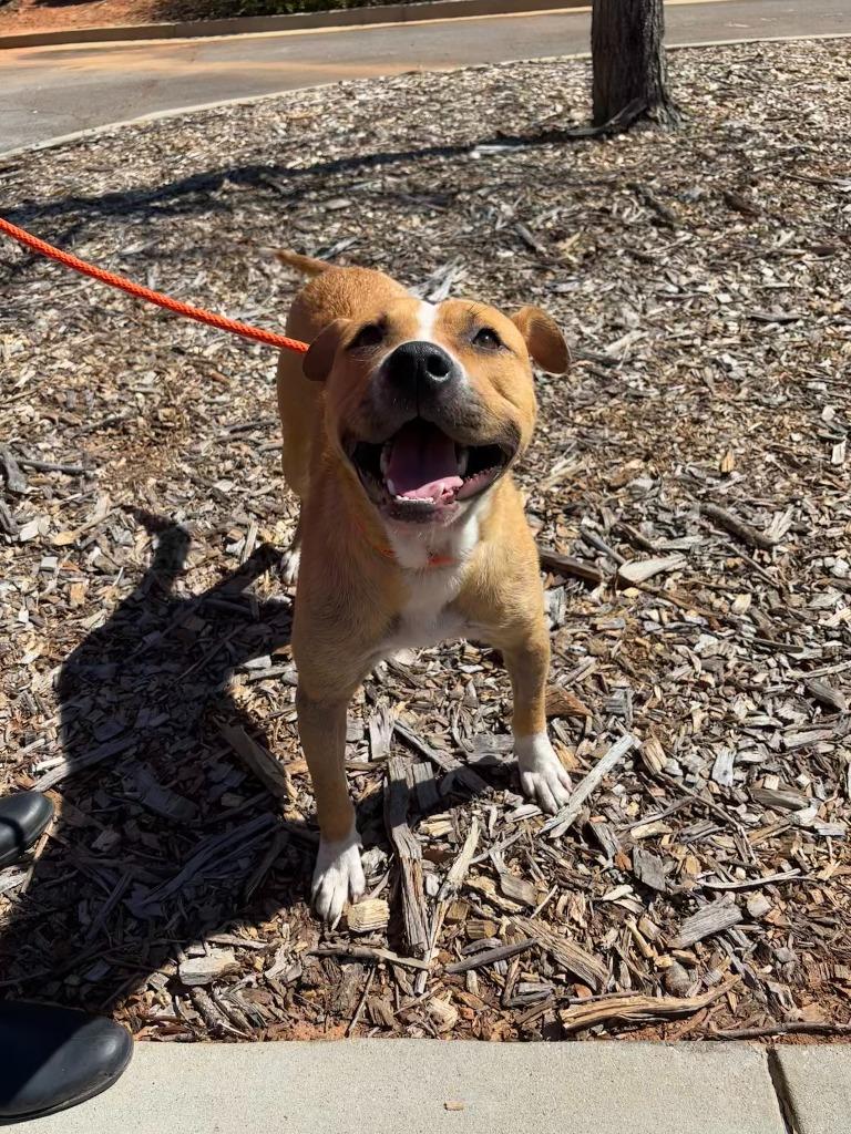 Buddy, a Adoptable mixed breed in Madison, GA image 2/6