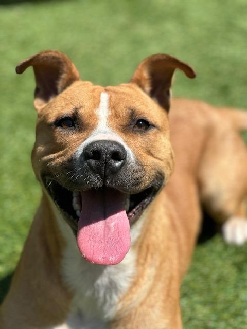 Buddy, a Adoptable mixed breed in Madison, GA image 3/6