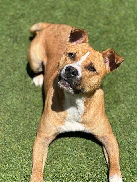 Buddy, a Adoptable mixed breed in Madison, GA image 4/6