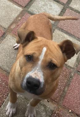 Buddy, a Adoptable mixed breed in Madison, GA image 5/6