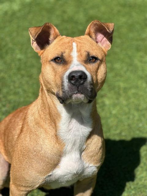 Buddy, a Adoptable mixed breed in Madison, GA image 6/6