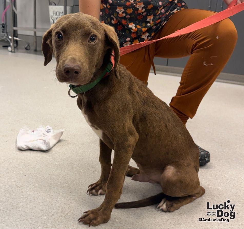 KJ, Adoptable, Young Male Labrador Retriever & Spaniel.