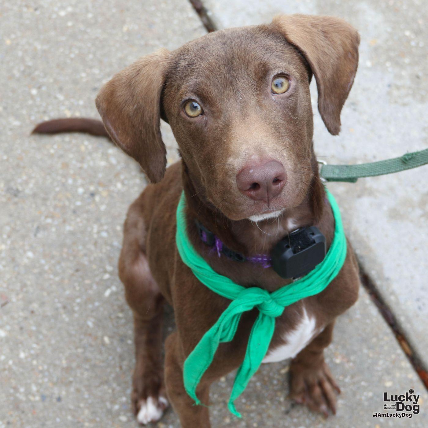 Enlarge KJ, a Adoptable mixed breed in Washington, DC image 2/3