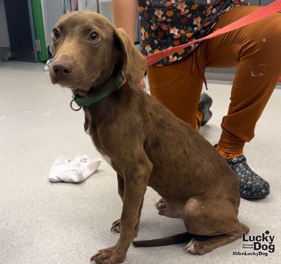 Enlarge KJ, a Adoptable mixed breed in Washington, DC image 3/3