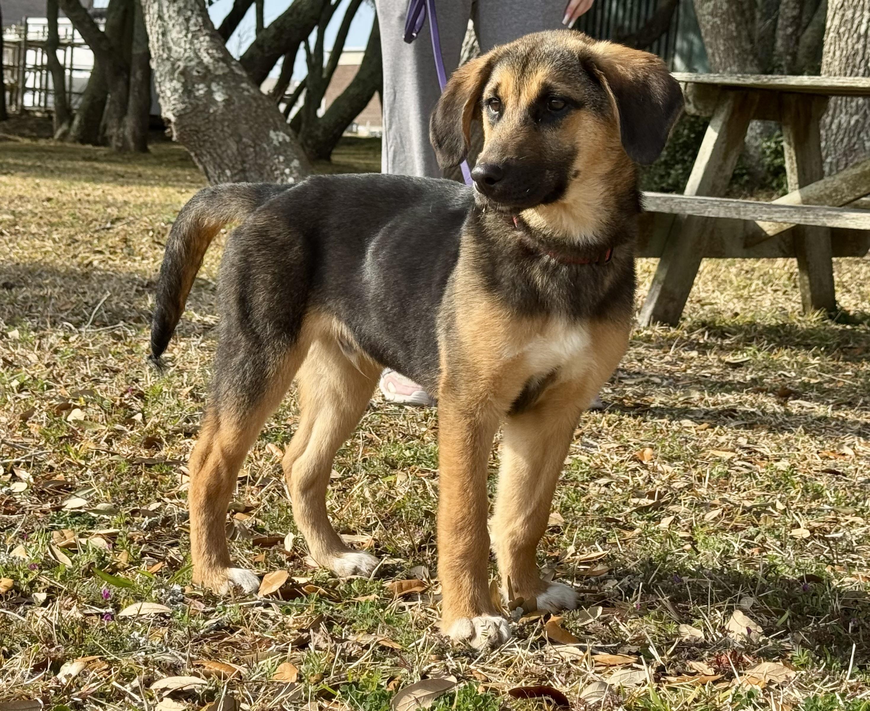 Enlarge Leonard, an adopted mixed breed in Oriental , NC image 2/5