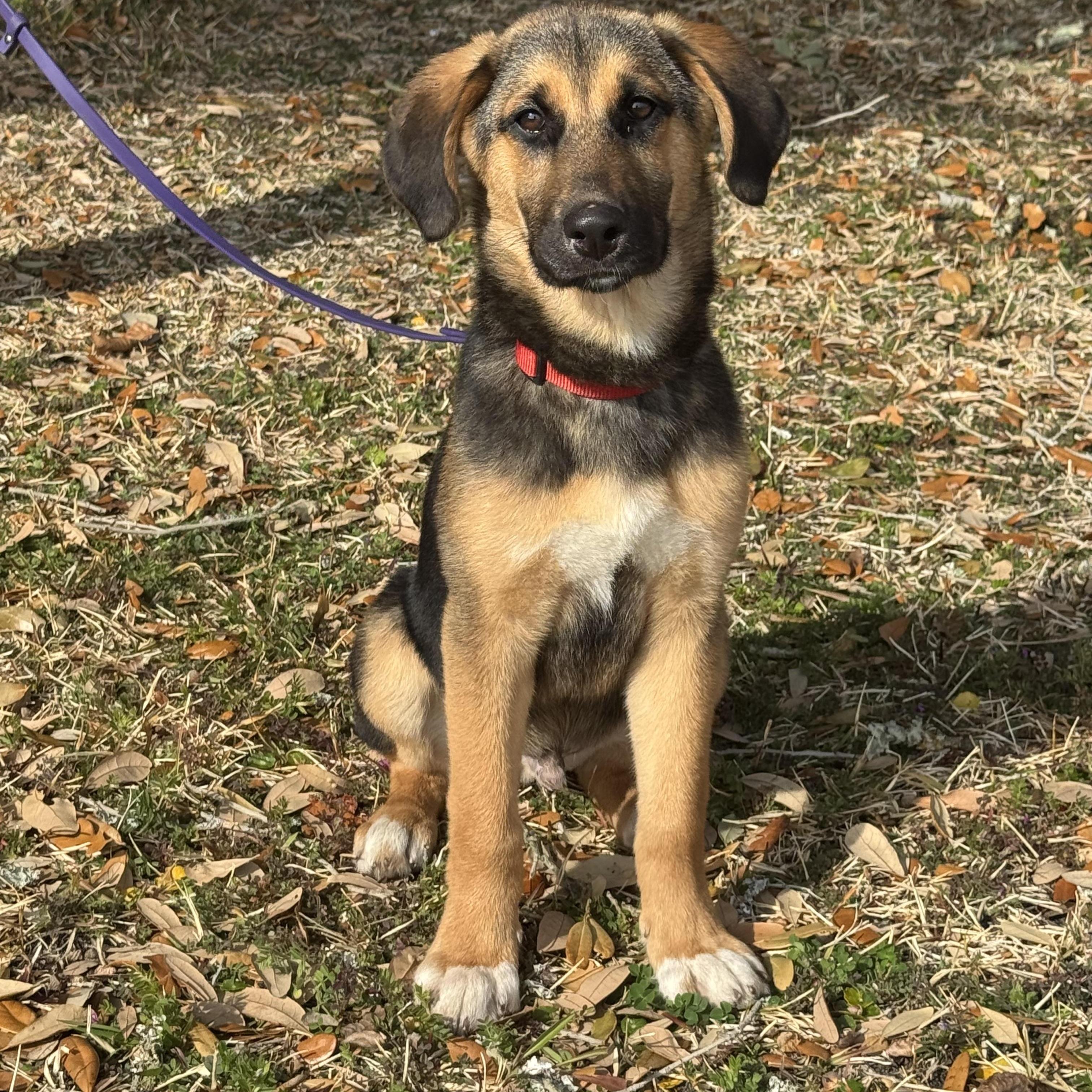 Enlarge Leonard, an adopted mixed breed in Oriental , NC image 5/5