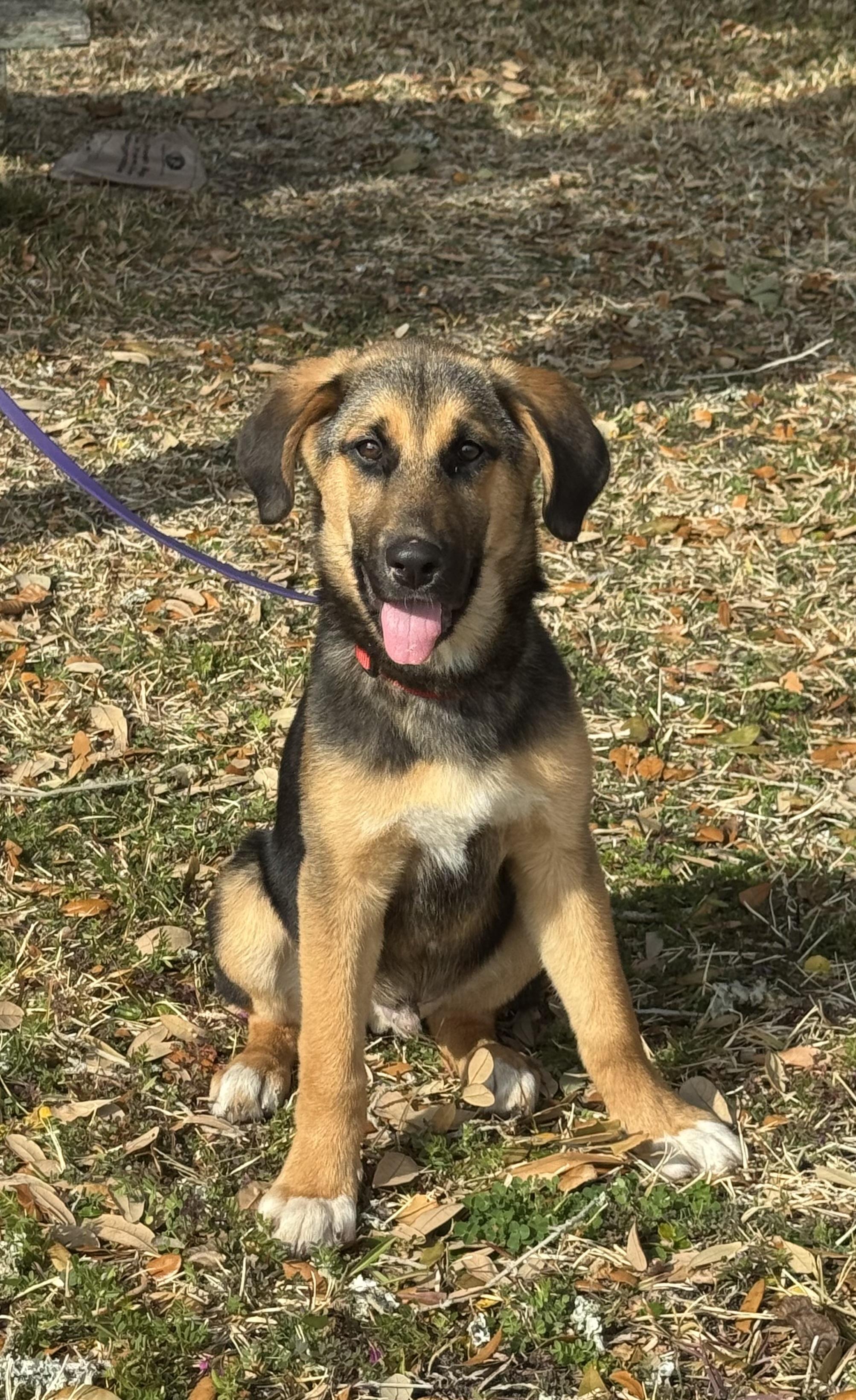 Enlarge Leonard, an adopted mixed breed in Oriental , NC image 1/5