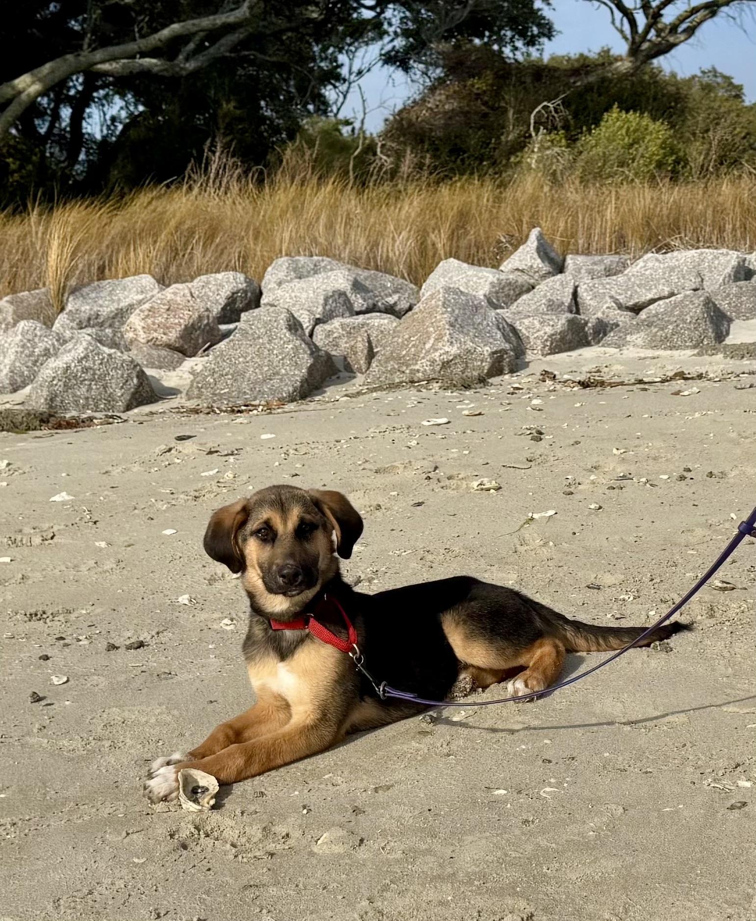 Enlarge Leonard, an adopted mixed breed in Oriental , NC image 4/5