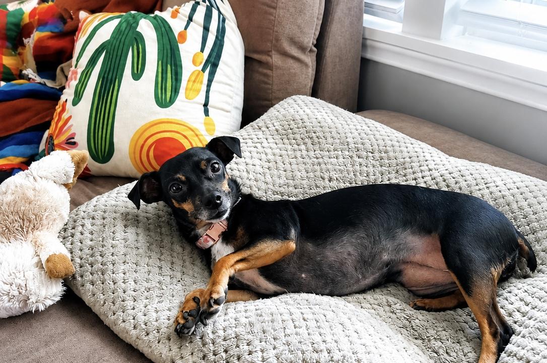 Moana, a Adoptable mixed breed in Billings, MT image 1/4