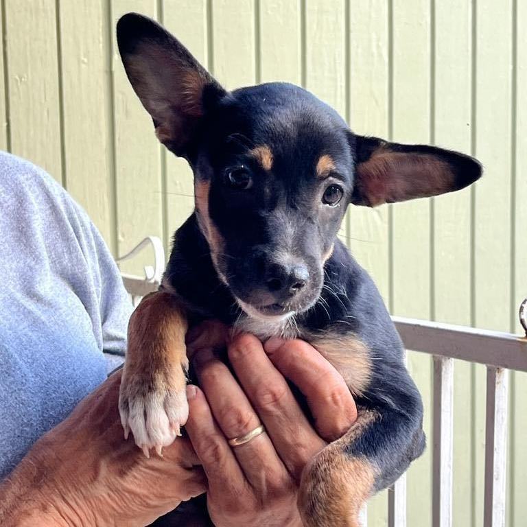 Clara "my Dream Is thumbnail 3